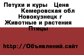 Петухи и куры › Цена ­ 500-700 - Кемеровская обл., Новокузнецк г. Животные и растения » Птицы   